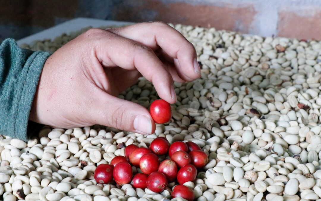 Innovación y sostenibilidad en Expo Café